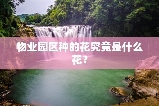 物业园区种的花究竟是什么花？